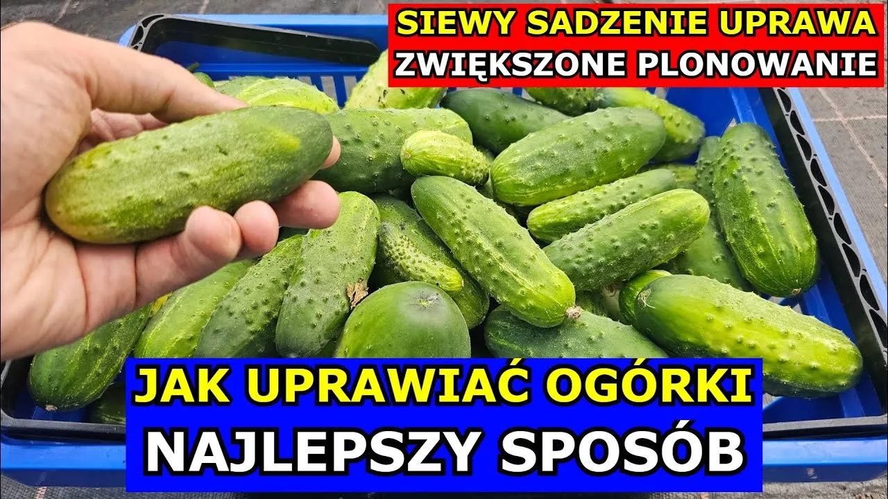 Zdjęcie Jak uprawiać ogórki: najważniejsze wskazówki i tajniki pielęgnacji