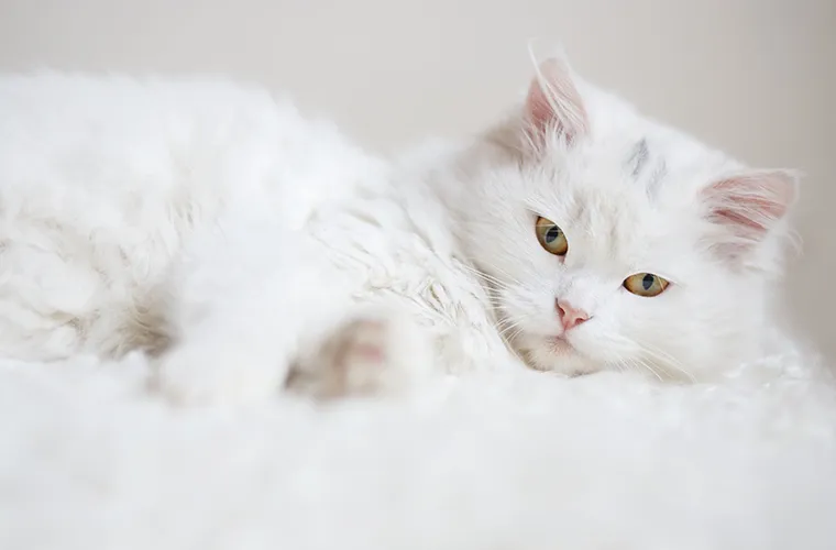 Zdjęcie Czy kotka ma cieczkę? Poznaj objawy i co musisz wiedzieć