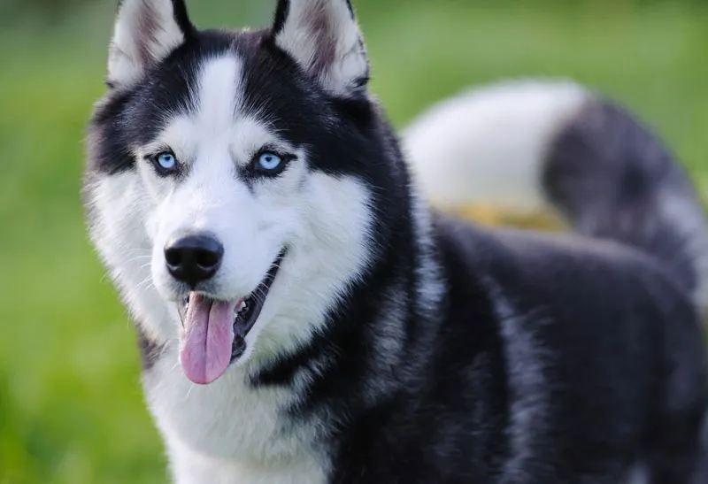 Zdjęcie Ile naprawdę kosztuje husky syberyjski i jak uniknąć ukrytych kosztów?