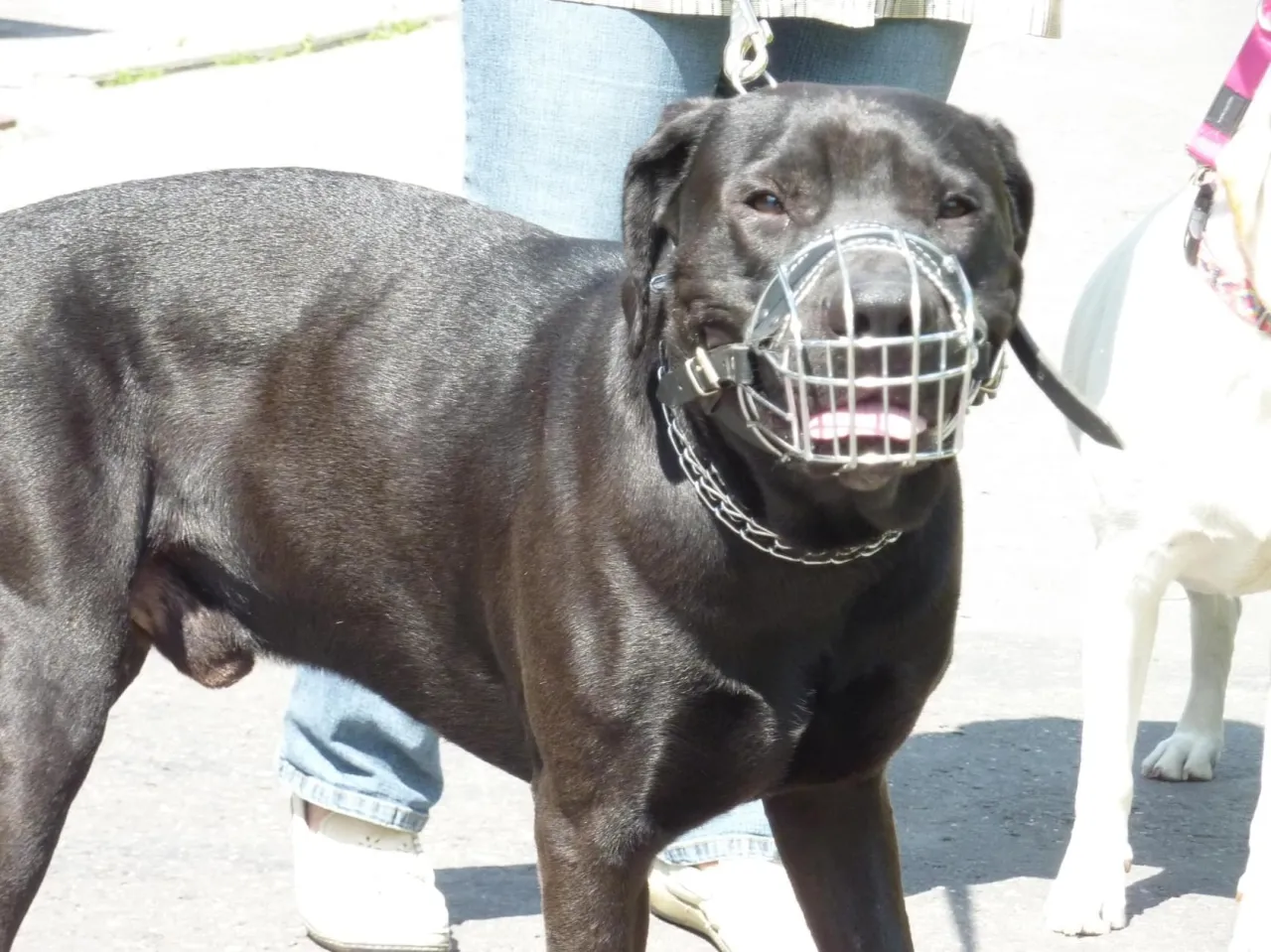 Zdjęcie Jak zakładać kolczatkę dla psa, by uniknąć bólu i stresu?