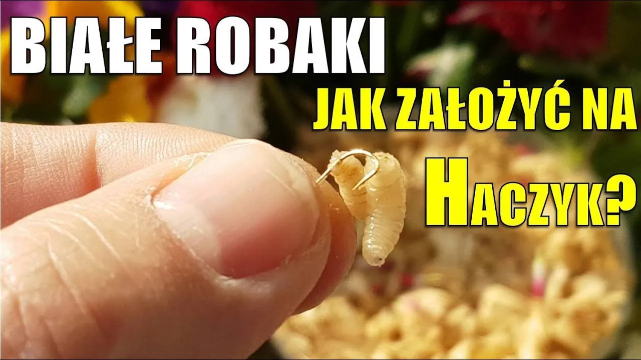 Zdjęcie Jak założyć wątróbkę na haczyk, by złapać więcej ryb?