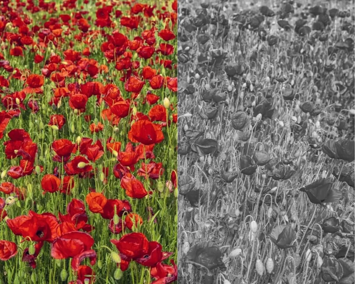 Zdjęcie Jak oszukać test na daltonizm i uniknąć nieprzyjemnych konsekwencji