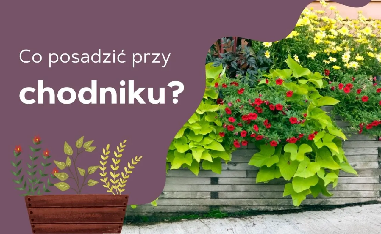 Zdjęcie Co posadzić wzdłuż chodnika, aby stworzyć piękny i łatwy w pielęgnacji ogród