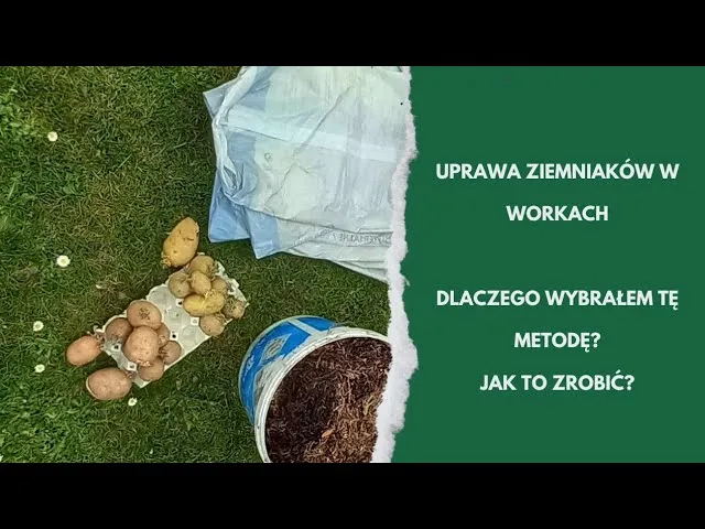 Zdjęcie Jak sadzić ziemniaki w workach - uniknij najczęstszych błędów