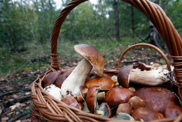 Zdjęcie Czy są grzyby na Dolnym Śląsku? Sprawdź najlepsze miejsca na zbiór