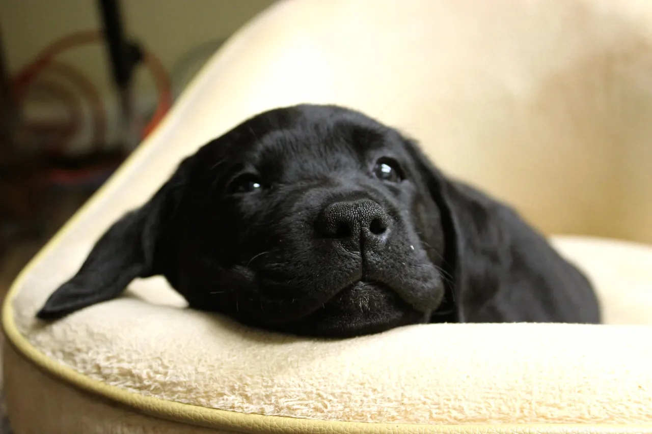 Zdjęcie Kiedy zmienia się kolor oczu u szczeniaka? Poznaj etapy i kolory