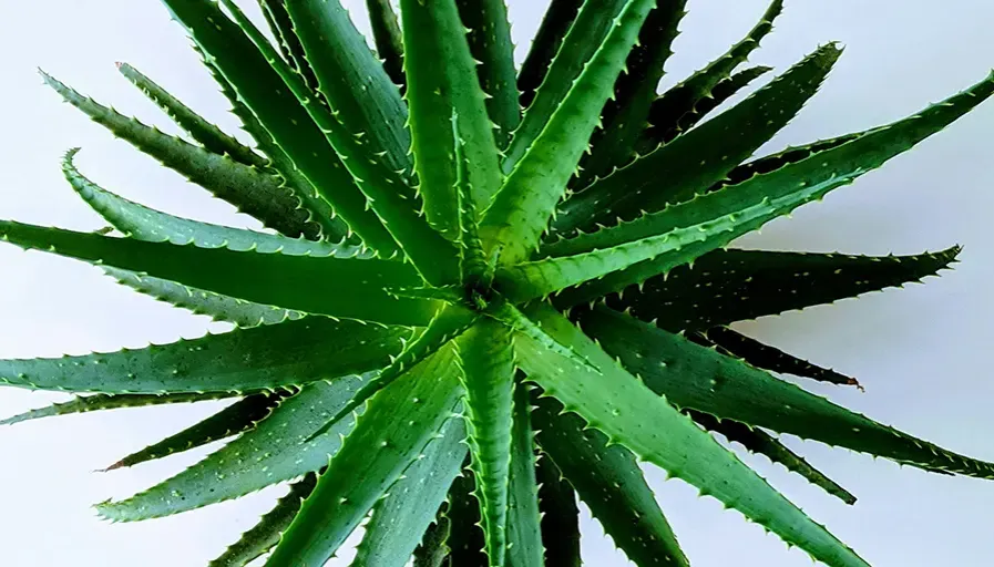 Zdjęcie Jak używać aloes z doniczki: proste sposoby na zdrowie i urodę