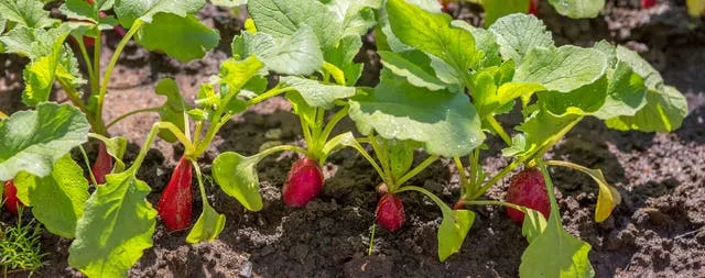 Zdjęcie Kiedy sezon na rzodkiewki? Poznaj najlepszy czas na zakup i smak