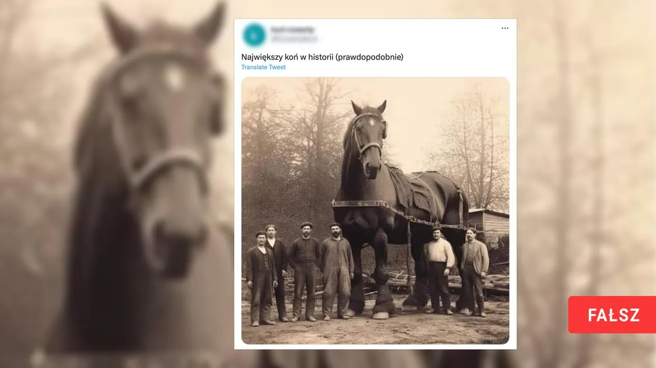 Zdjęcie Jaki jest największy koń na świecie? Poznaj Big Jake i jego rekordy