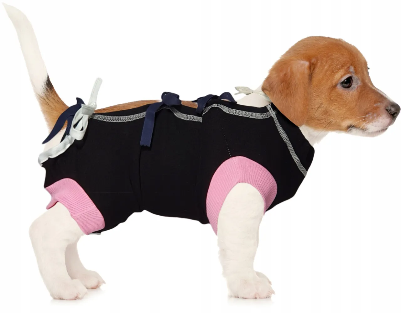 Zdjęcie Gdzie kupić ubranko pooperacyjne dla psa i uniknąć nieprzyjemności