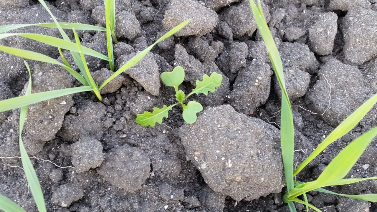 Zdjęcie Ognicha polna: Zwalcz chwast, uratuj plony! Poradnik