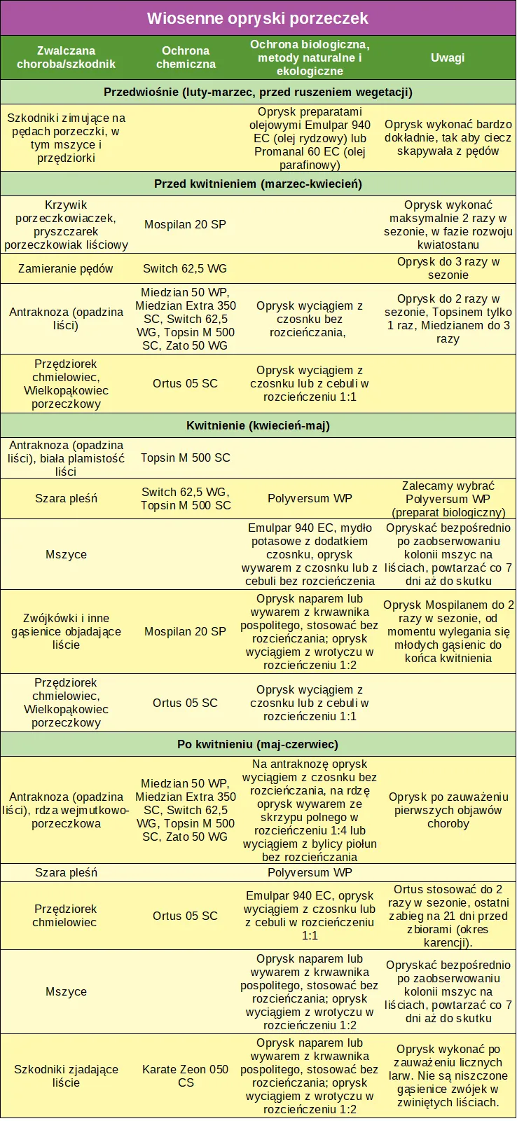 Zdjęcie Czym pryskać tuje na wiosnę, by uniknąć chorób i szkodników? Skuteczne porady