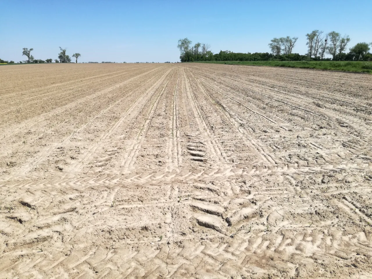 Zdjęcie Co uprawiać na 5 klasie ziemi, aby uzyskać lepsze plony?