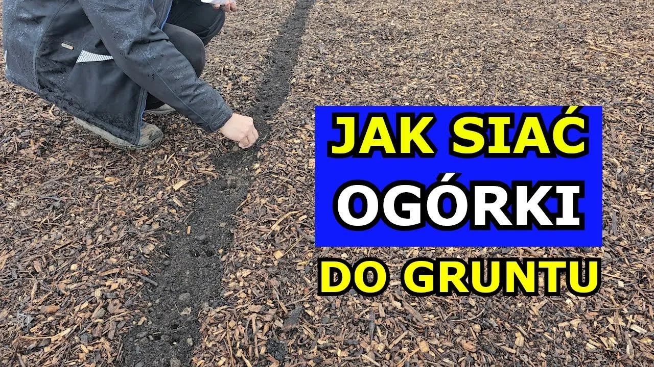 Zdjęcie Jak siać ogórki do gruntu, aby uniknąć najczęstszych błędów