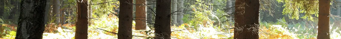 Zdjęcie Skuteczne sposoby na kleszcze: jak uniknąć ukąszeń i zagrożeń