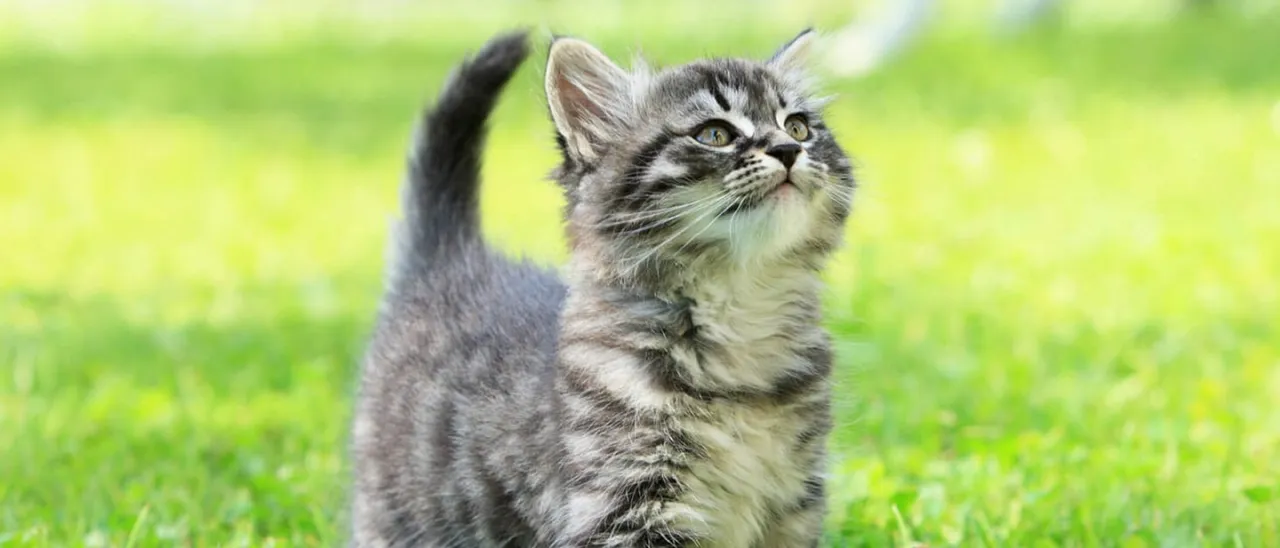 Zdjęcie Ile je mały kotek? Kluczowe informacje o karmieniu i zdrowiu