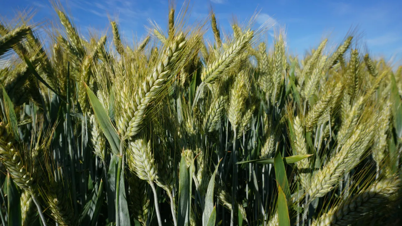 Zdjęcie Pszenżyto jaki nawóz: Kluczowe składniki dla zdrowego plonu