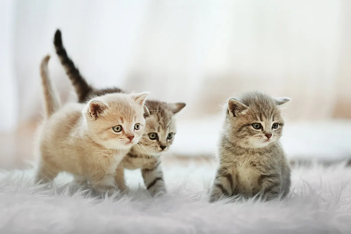 Zdjęcie Kiedy kotki otwierają oczy? Co zrobić, gdy nie otwierają się na czas?