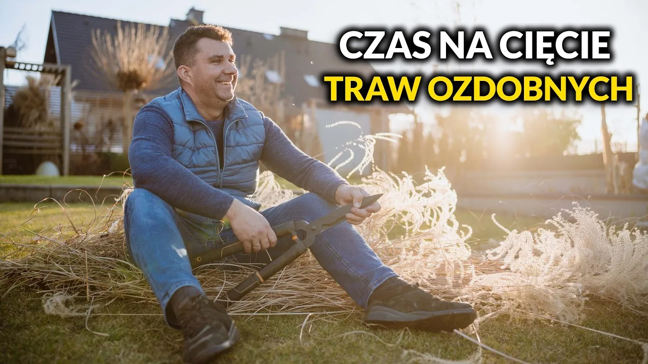 Zdjęcie Jak przycinać trawy ozdobne, aby uniknąć błędów i uzyskać piękno