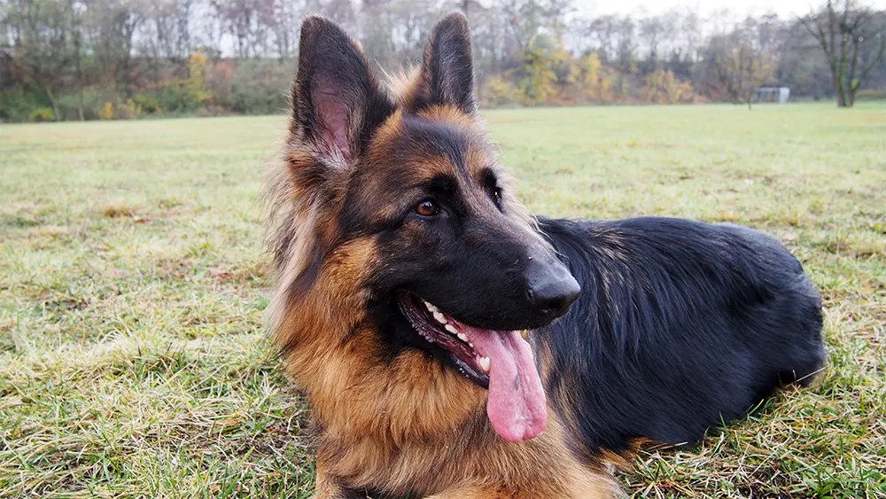 Zdjęcie Czy owczarek niemiecki jest groźny? Prawda o ich agresji i wychowaniu