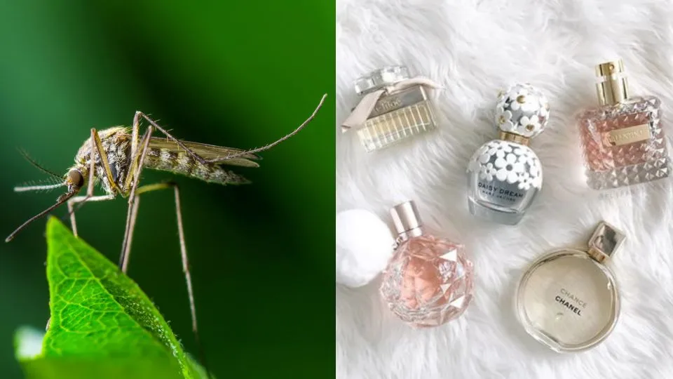 Zdjęcie Czy perfumy odstraszają komary? Odkryj skuteczne zapachy, które pomagają