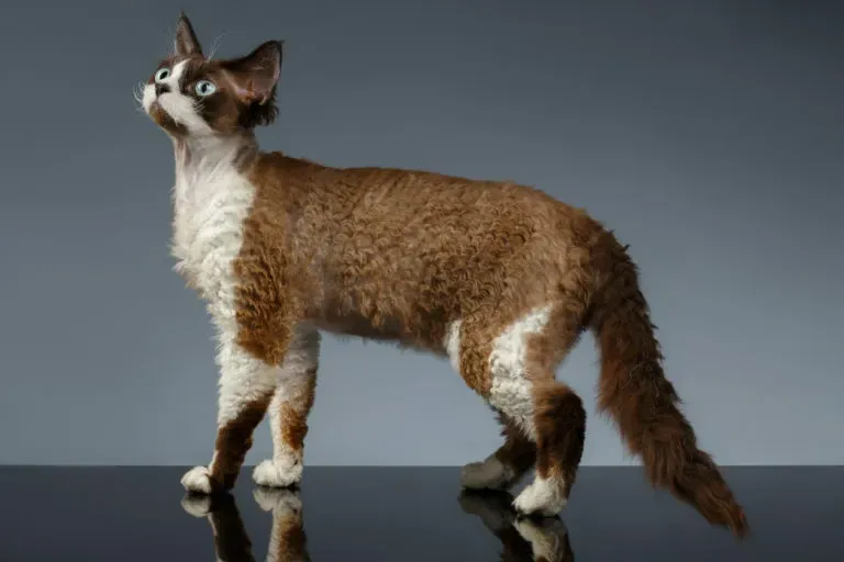 Zdjęcie Devon Rex opinie: co warto wiedzieć przed adopcją kota tej rasy