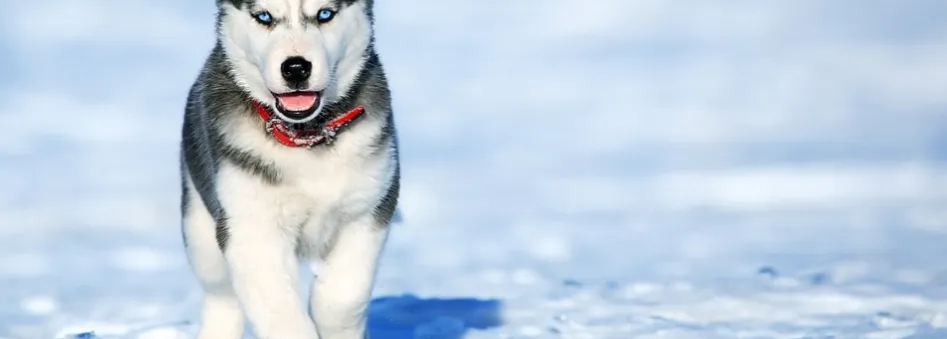 Zdjęcie Ile km dziennie potrzebuje husky? Sprawdź, jak zadbać o jego zdrowie i kondycję