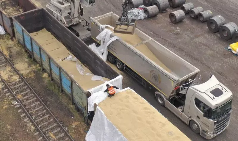 Zdjęcie Zboże z Ukrainy o co chodzi? Embargo i zagrożenia zdrowotne w Polsce