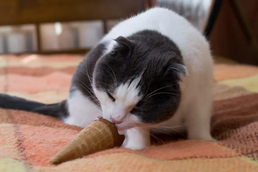Zdjęcie Was passiert, wenn Katzen Schokolade essen? Die gefährlichen Folgen