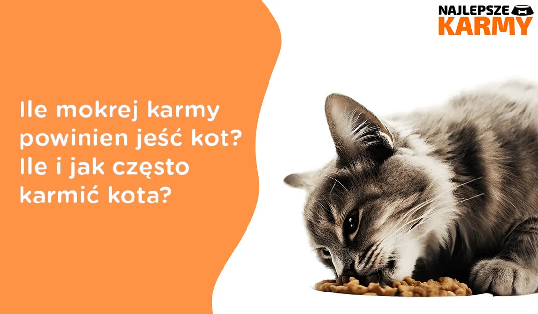 Zdjęcie Poprawne dawkowanie mokrej karmy dla kota - kompletne zasady żywienia