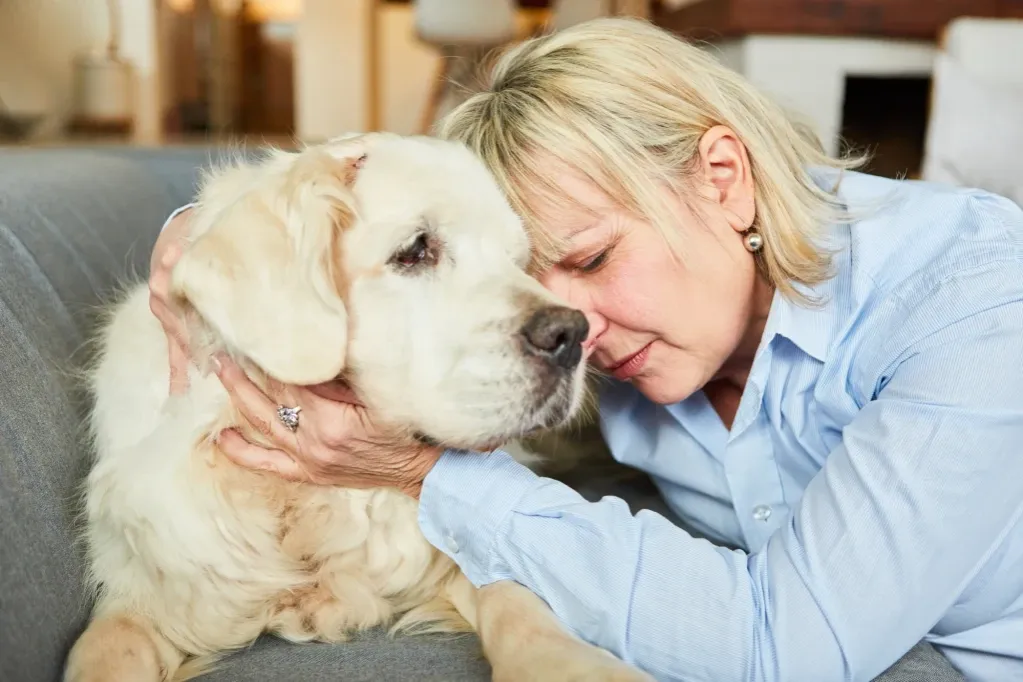 Zdjęcie Jak umiera golden retriever - najczęstsze przyczyny i objawy śmierci