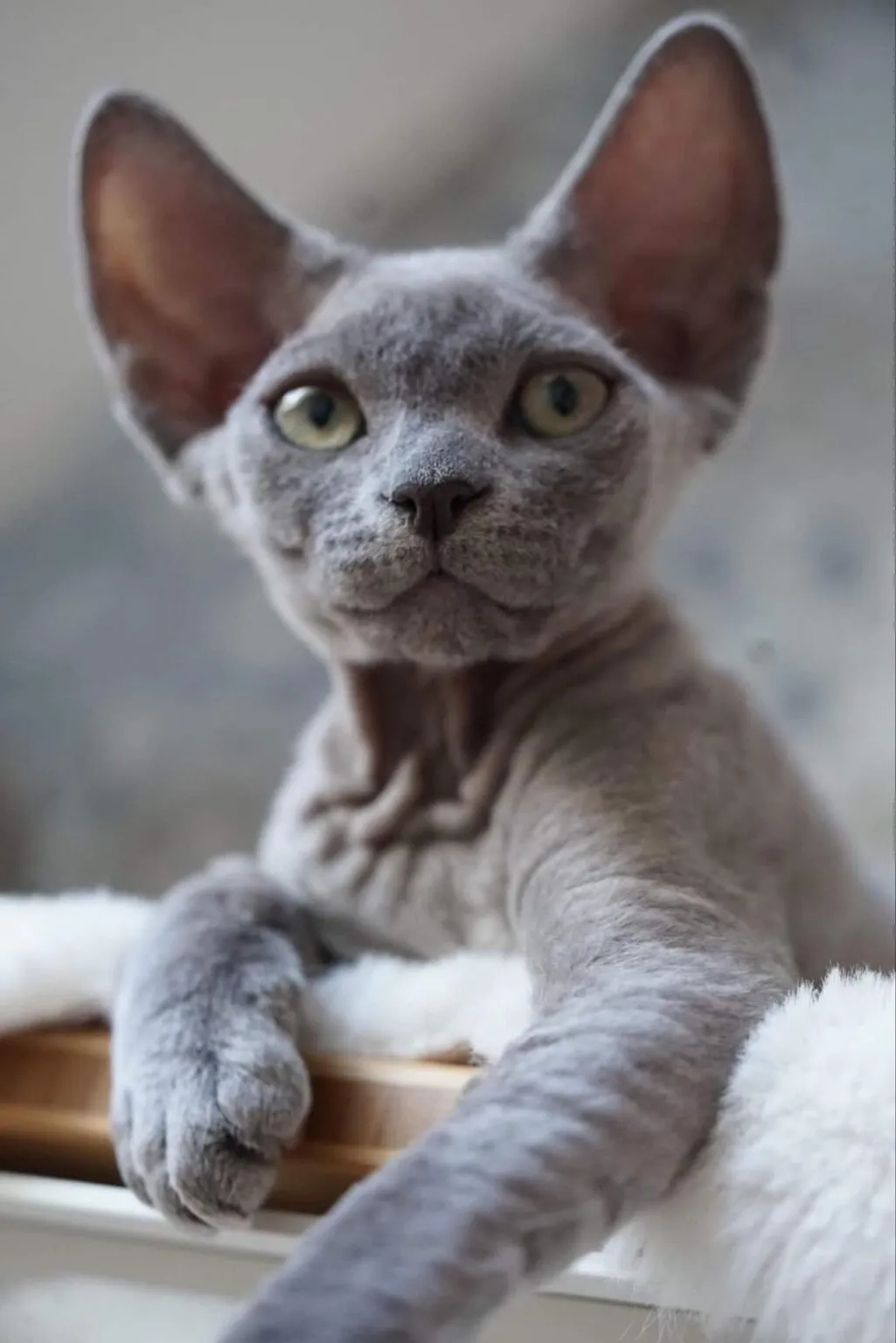 Zdjęcie Hodowla Devon Rex w Warszawie - najlepsze miejsca i ceny kociąt