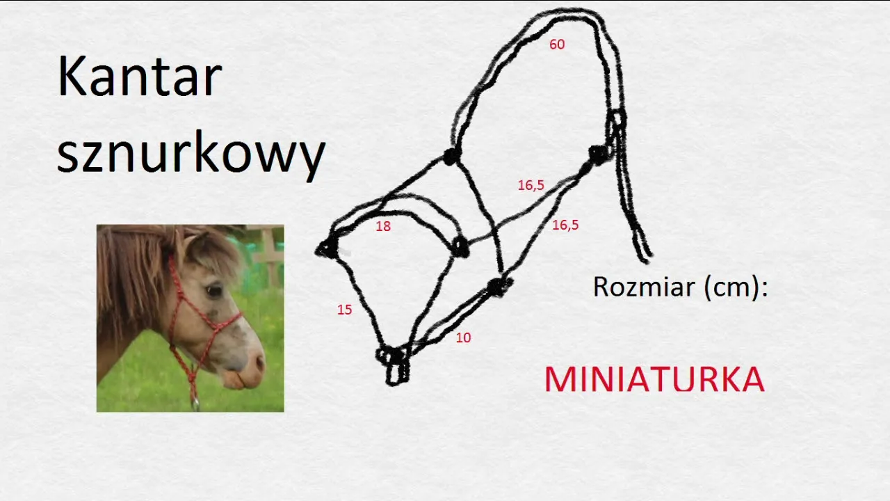 Zdjęcie Jak zrobić kantar dla konia - prosty sposób na własnoręczne wykonanie