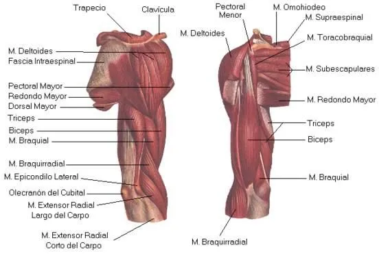 Zdjęcie Domina tu brazo derecho: Anatomía, ejercicios y adiós al dolor