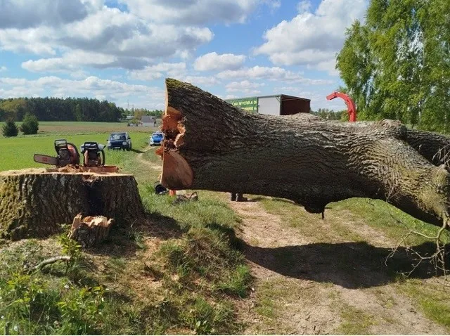 Zdjęcie Obszar na którym wycięto drzewa w lesie - skutki i kontrowersje