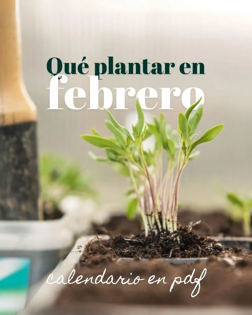 Zdjęcie Qué plantamos en febrero: las mejores opciones para tu jardín