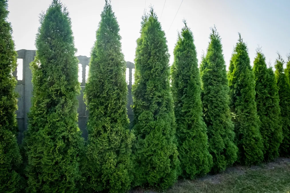 Zdjęcie Tuje posadzone co 70 cm – jak uzyskać gęsty i zdrowy żywopłot