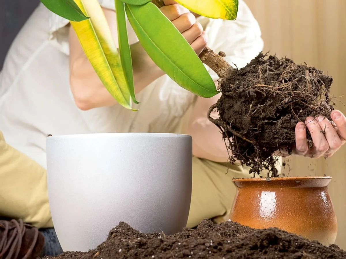 Zdjęcie Jak przesadzać kwiaty? Kompletny przewodnik krok po kroku