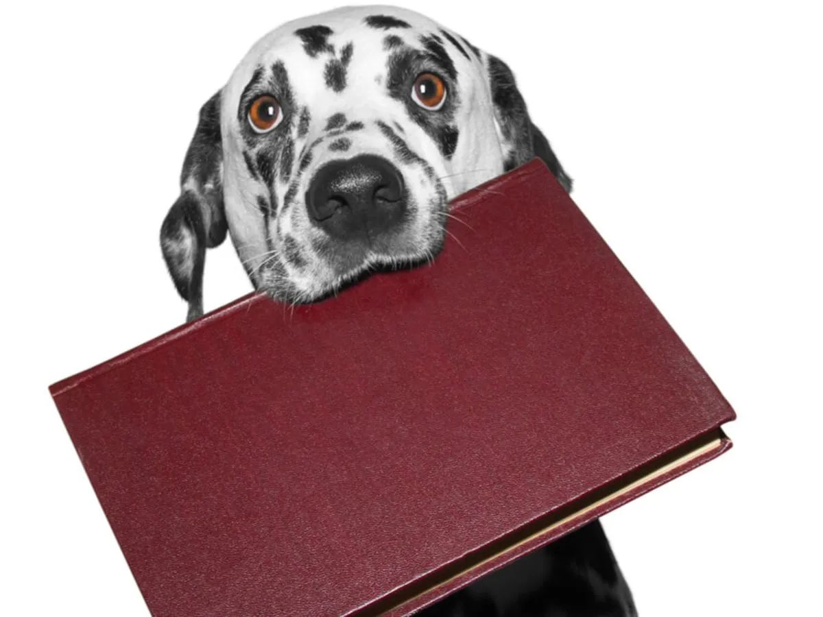 Zdjęcie Jak uzyskać rodowód dla psa - krok po kroku bez zbędnych kosztów