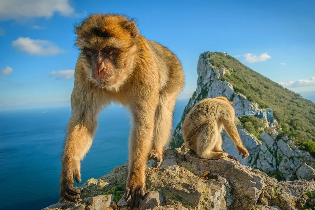 Zdjęcie Co warto kupić na Gibraltarze, aby zaoszczędzić na zakupach?