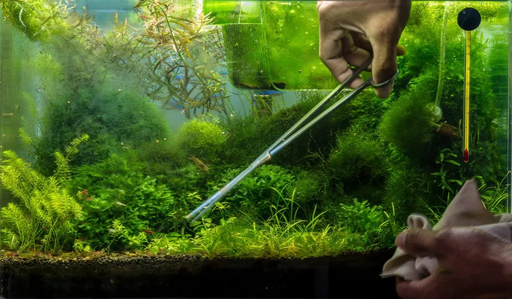 Zdjęcie Jak wymienić wodę w akwarium bez stresu dla ryb i roślin