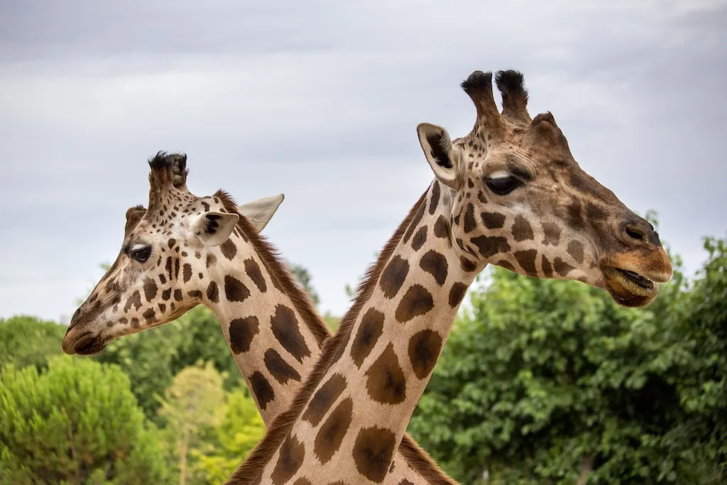 Zdjęcie Zoo Gdańsk - godziny otwarcia, bilety i atrakcje dla zwiedzających