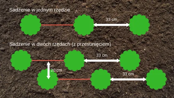 Zdjęcie Jaką odległość zachować sadząc ligustr od płotu dla zdrowego wzrostu?