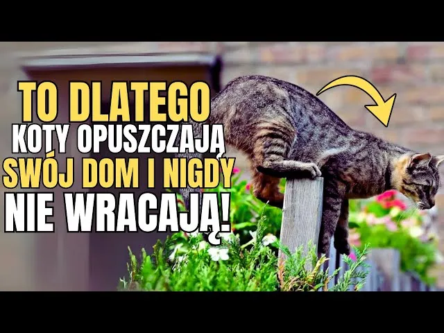Zdjęcie Dlaczego kotka nie wraca do domu? Oto najczęstsze powody i porady