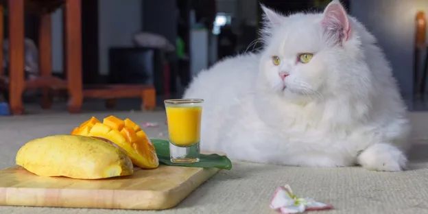Zdjęcie Czy koty mogą jeść mango? Dowiedz się, co musisz wiedzieć!