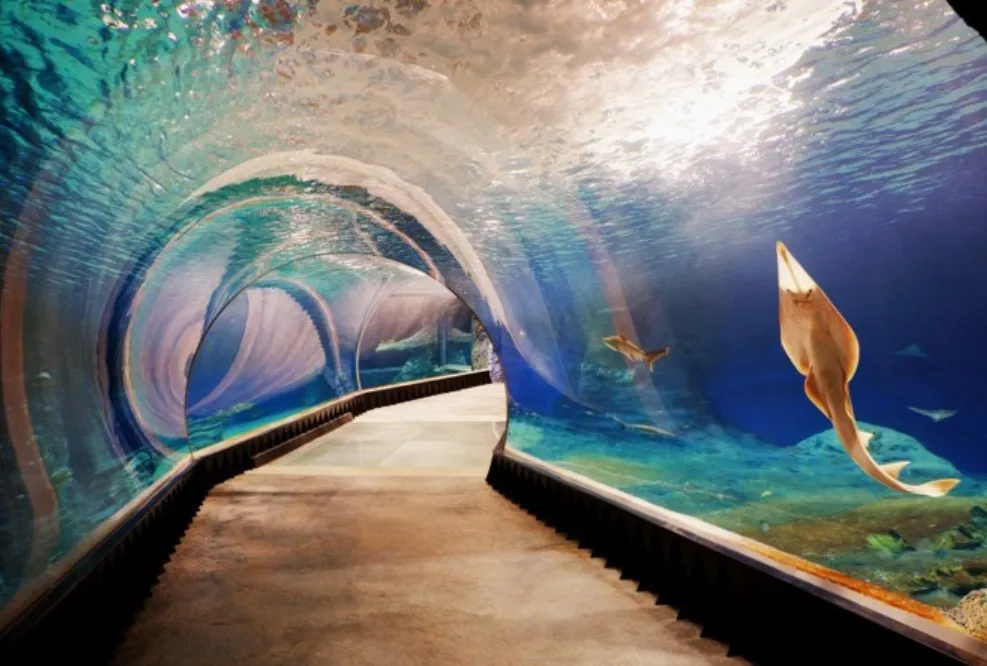 Zdjęcie Oceanarium Wrocław godziny otwarcia – uniknij rozczarowania podczas wizyty