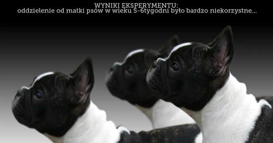 Zdjęcie Kiedy można oddać szczeniaki, aby uniknąć problemów behawioralnych?