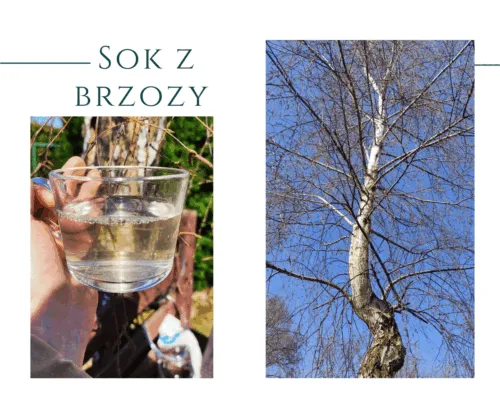Zdjęcie Sok z brzozy: korzyści zdrowotne, zastosowania i przeciwwskazania, które musisz znać