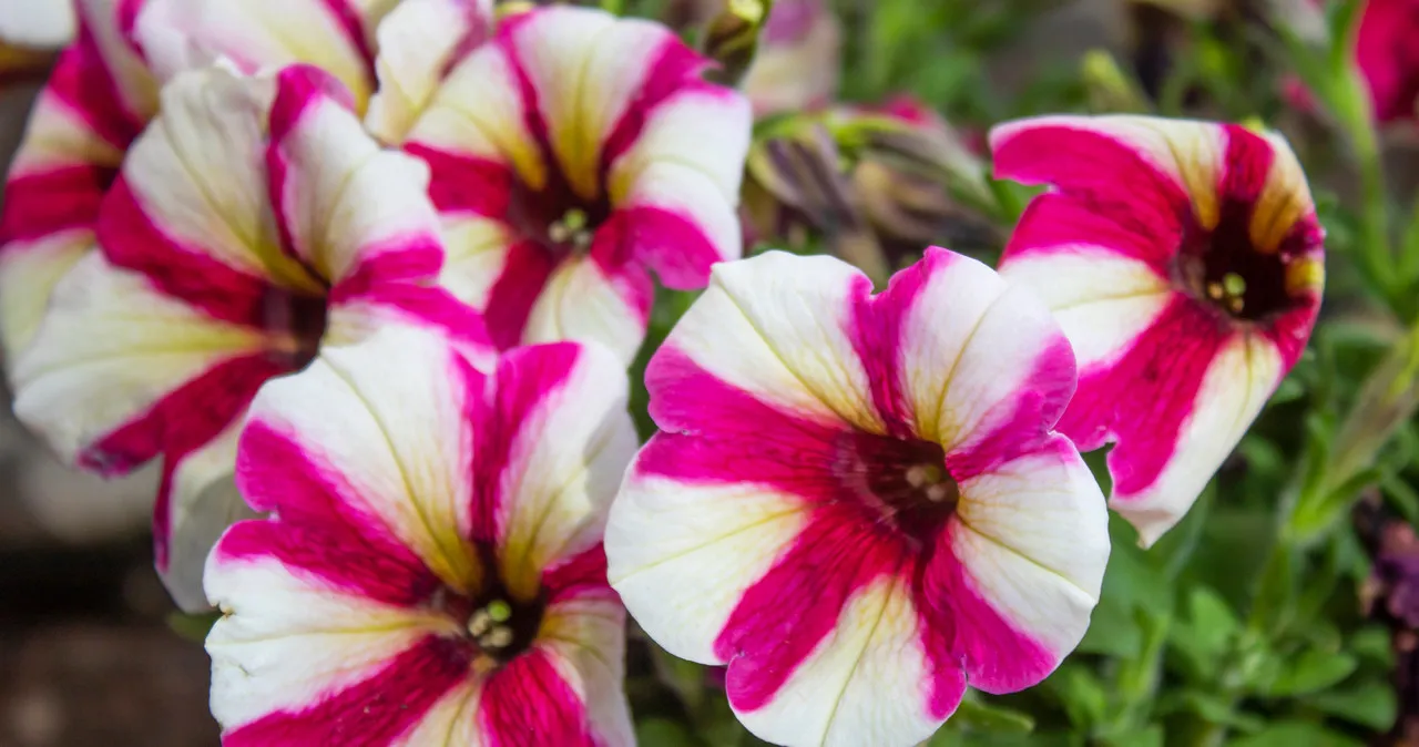 Zdjęcie Petunia czy surfinia na balkon – która roślina jest lepsza dla Ciebie?