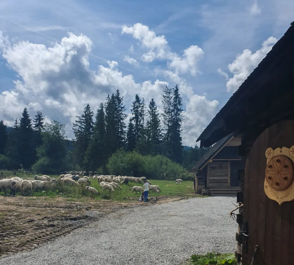 Zdjęcie Bacówka Witów - Tradycyjne oscypki i wyjątkowe smaki Tatr